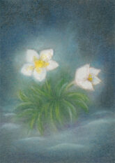 elsaesser-christrose-20696