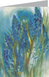 mahncke-blaue-elfen-traubenhyazinthe-20780