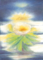 navizzardi-christrose-20871